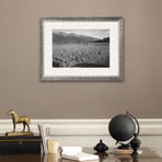 Guayule Field (Pewter Frame)