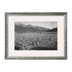 Guayule Field (Pewter Frame)