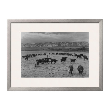 Cattle In South Farm (Pewter Frame)