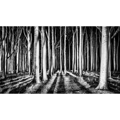 Trees // Black + White