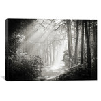 Into The Forest II // Dorit Fuhg (40"W x 26"H x 1.5"D)