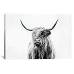 Portrait Of A Highland Cow // Dorit Fuhg (26"W x 18"H x 0.75"D)