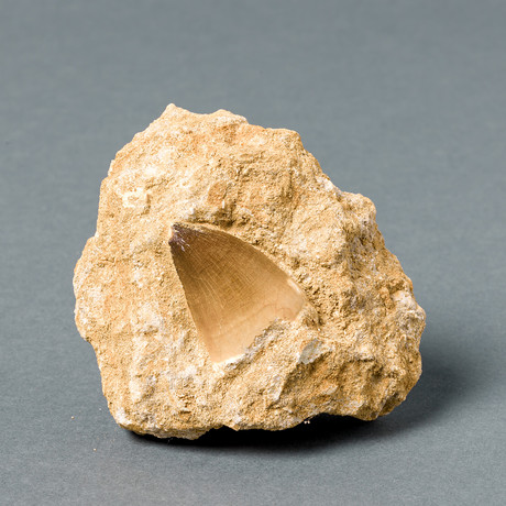 Mosasaur Tooth In Phosphate Rock