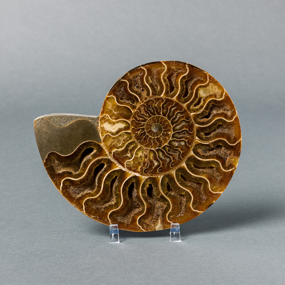 Fossil Realm Prehistoric Fossils Touch of Modern