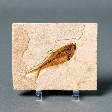 Fossilized Fish // 50 Million Years Old
