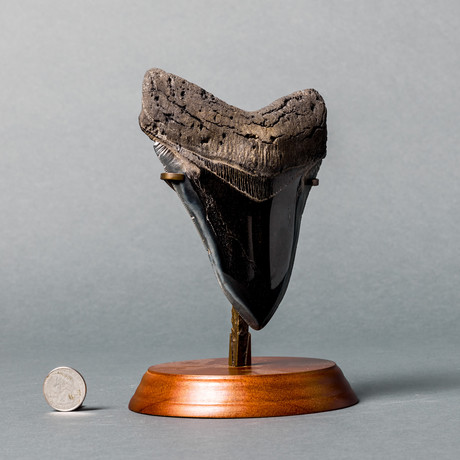 Fantastic Megalodon Shark Tooth // 6"