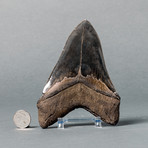 Fantastic Megalodon Shark Tooth // 6"