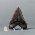 Fantastic Megalodon Shark Tooth // 5.78"
