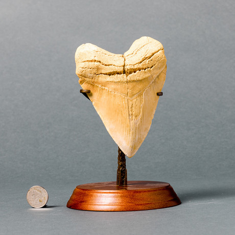 Megalodon Shark Tooth // 5.4"