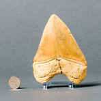 Megalodon Shark Tooth // 5.4"