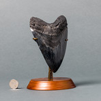 Giant Megalodon Shark Tooth // 6.2"