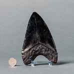 Giant Megalodon Shark Tooth // 6.2"