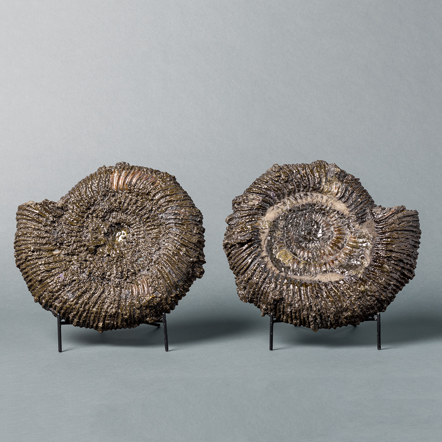 Pyritized Ammonite Pair Fossil Realm Touch Of Modern 