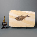 Fossilized Fish + Prey