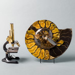 Ammonite With “Volga River Amber” And Opalization