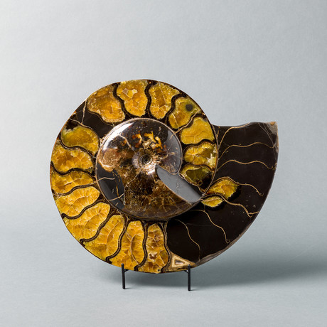 Ammonite With “Volga River Amber” And Opalization