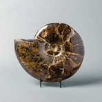 Ammonite With “Volga River Amber” And Opalization