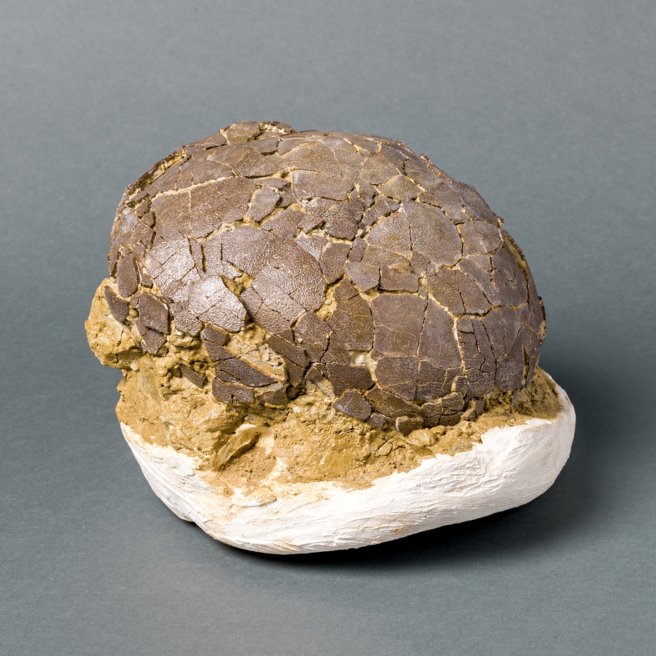 fossilized dinosaur eggs with embryos