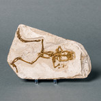 Fossilized Frog