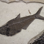 Fossilized Fish Mural