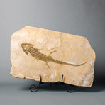 Fossilized Amphibian