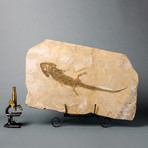 Fossilized Amphibian