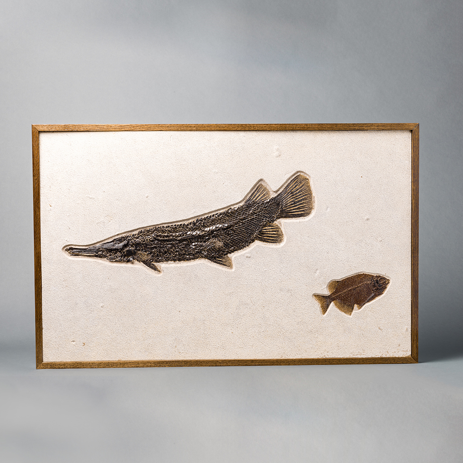 Fossil Realm Prehistoric Fossils Touch of Modern