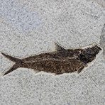 Fossilized Garfish