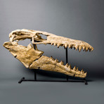 Mosasaur Skull