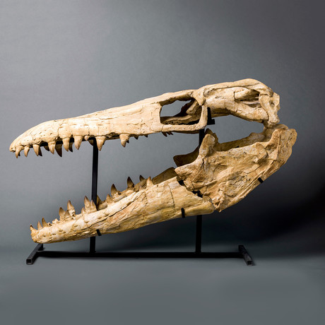 Mosasaur Skull
