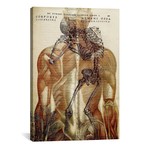 Corporis Humani // Andreas Vesalius (18"W x 26"H x 0.75"D)