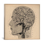 Anatomy of Human Head // Unknown Artist (18"W x 18"H x 0.75"D)