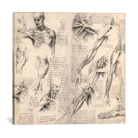 Sketchbook Studies of Human Body Collage // Leonardo da Vinci (18"W x 18"H x 0.75"D)