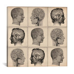 Human Head Anatomy Collage (18"W x 18"H x 0.75"D)