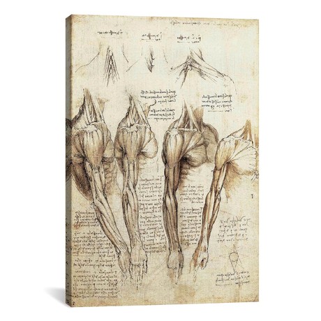Study of Arms and Shoulders // Leonardo da Vinci (18"W x 26"H x 0.75"D)
