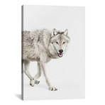 Gray Timber Wolf I (18"W x 26"H x 0.75"D)