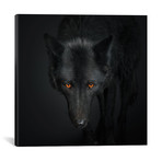 Black Wolf I (18"W x 18"H x 0.75"D)