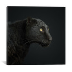 Black Leopard I (18"W x 18"H x 0.75"D)