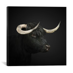 Black Highland Cow I (18"W x 18"H x 0.75"D)
