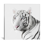 White Tiger I (18"W x 18"H x 0.75"D)