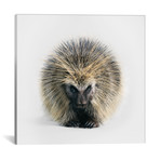 North American Porcupine I (18"W x 18"H x 0.75"D)