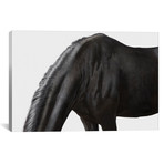 Lusitano Horse I (18"W x 26"H x 0.75"D)