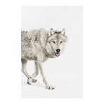 Gray Timber Wolf I (18"W x 26"H x 0.75"D)