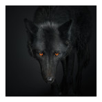 Black Wolf I (18"W x 18"H x 0.75"D)