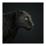 Black Leopard I (18"W x 18"H x 0.75"D)