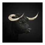 Black Highland Cow I (18"W x 18"H x 0.75"D)