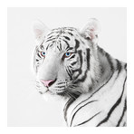 White Tiger I (18"W x 18"H x 0.75"D)