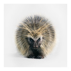 North American Porcupine I (18"W x 18"H x 0.75"D)