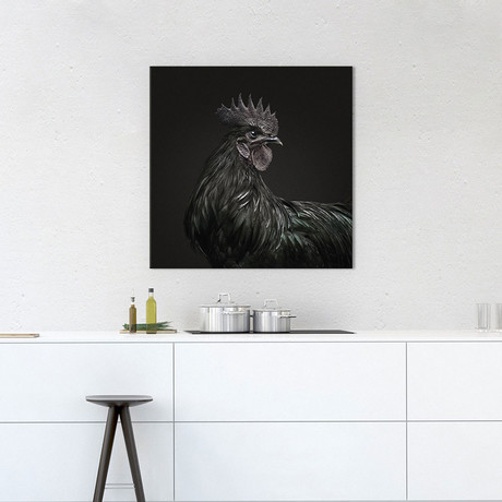 Black Ayam Rooster I (18"W x 18"H x 0.75"D)