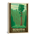 National Parks Collection // Sequoia National Park (18"W x 26"H x 0.75"D)